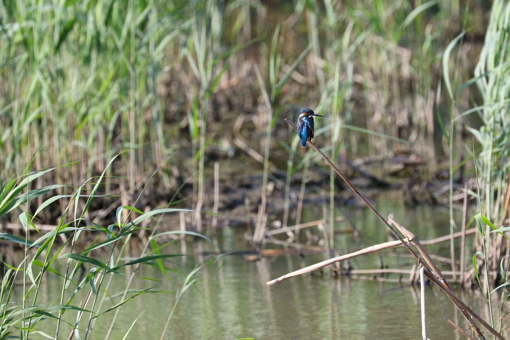 大漢溪人工濕地保有自然度極高的水域環境供翠鳥利用