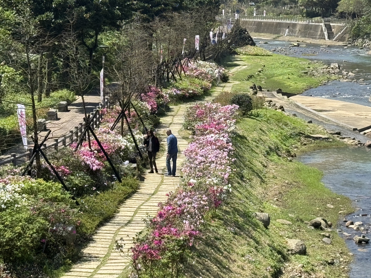  目前萬里瑪鋉溪畔種植的杜鵑也正在爆花綻放中