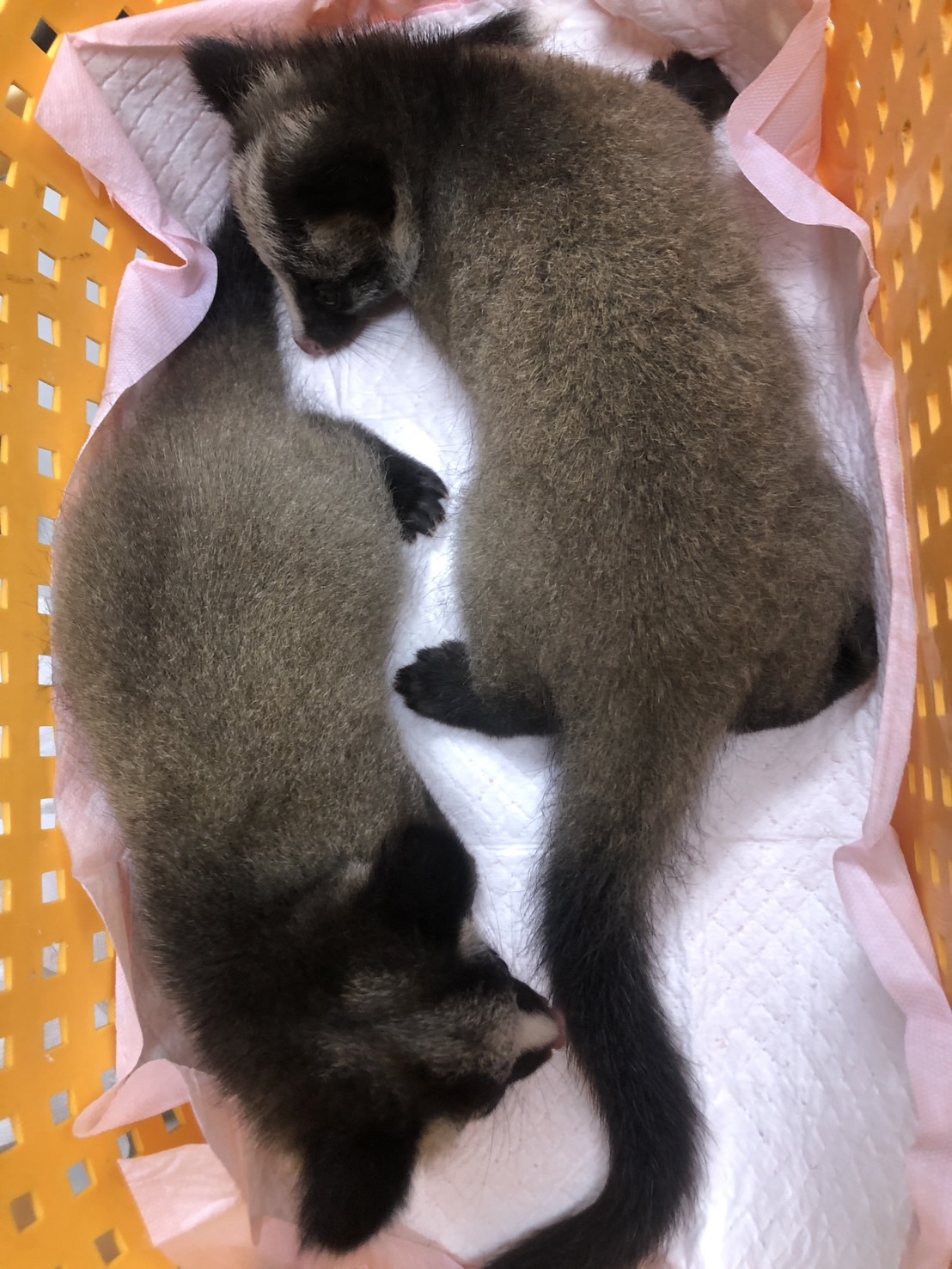 繁殖季時經常被民眾拾獲的白鼻心幼獸