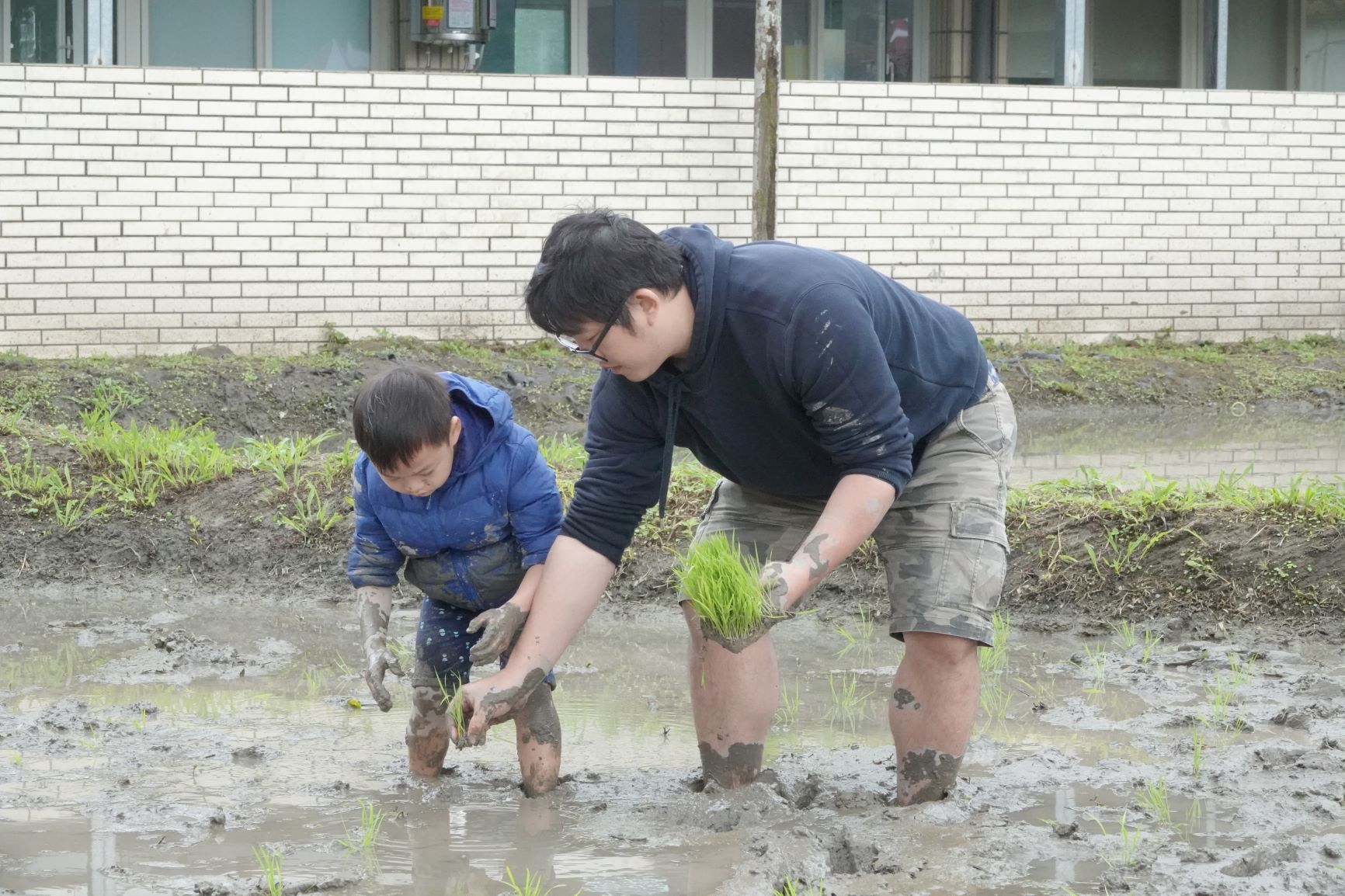  學生們彎下腰將手中的秧苗一株一株地插入田裡