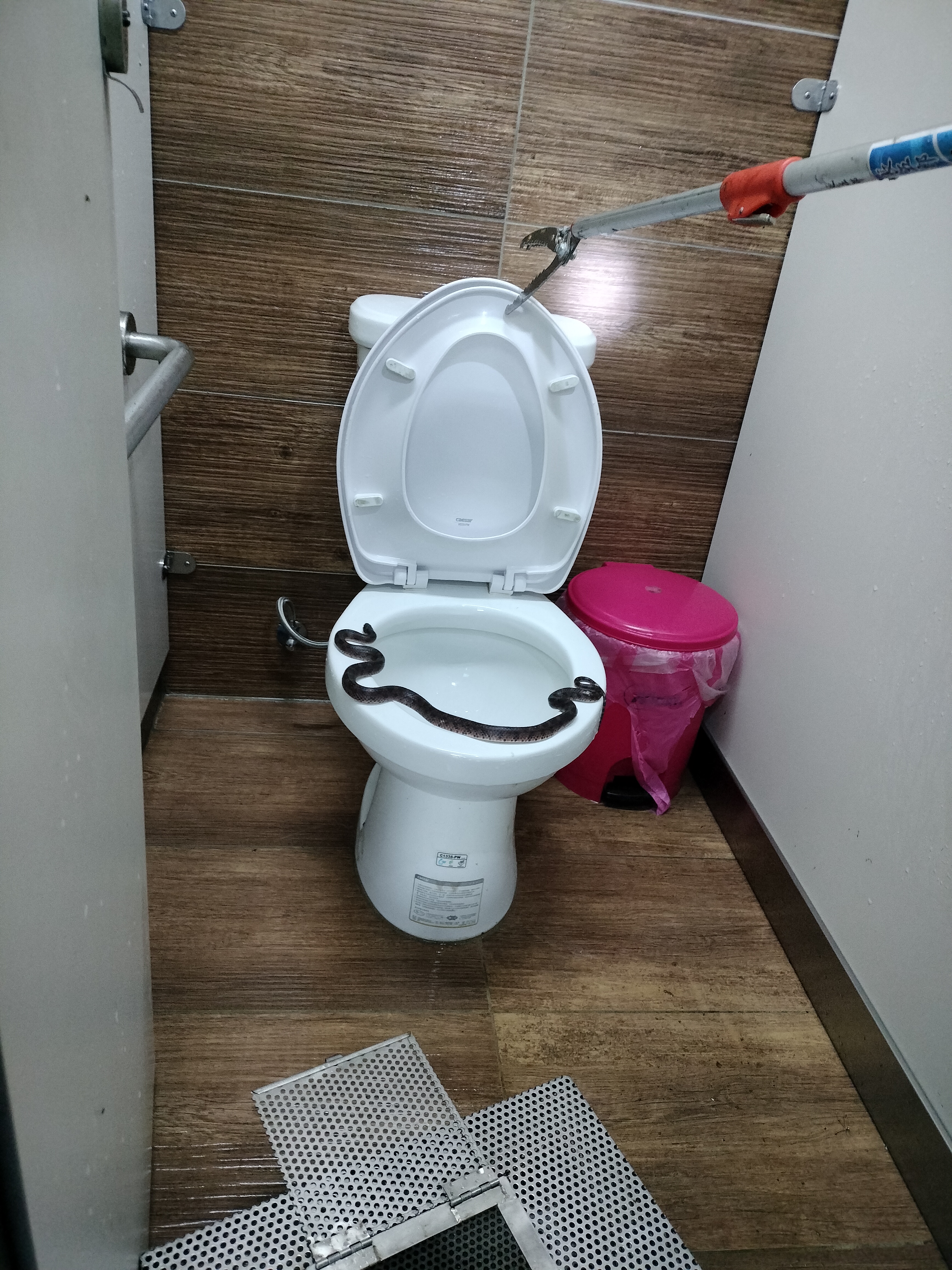 打開馬桶蓋赫然發現紅班蛇盤踞