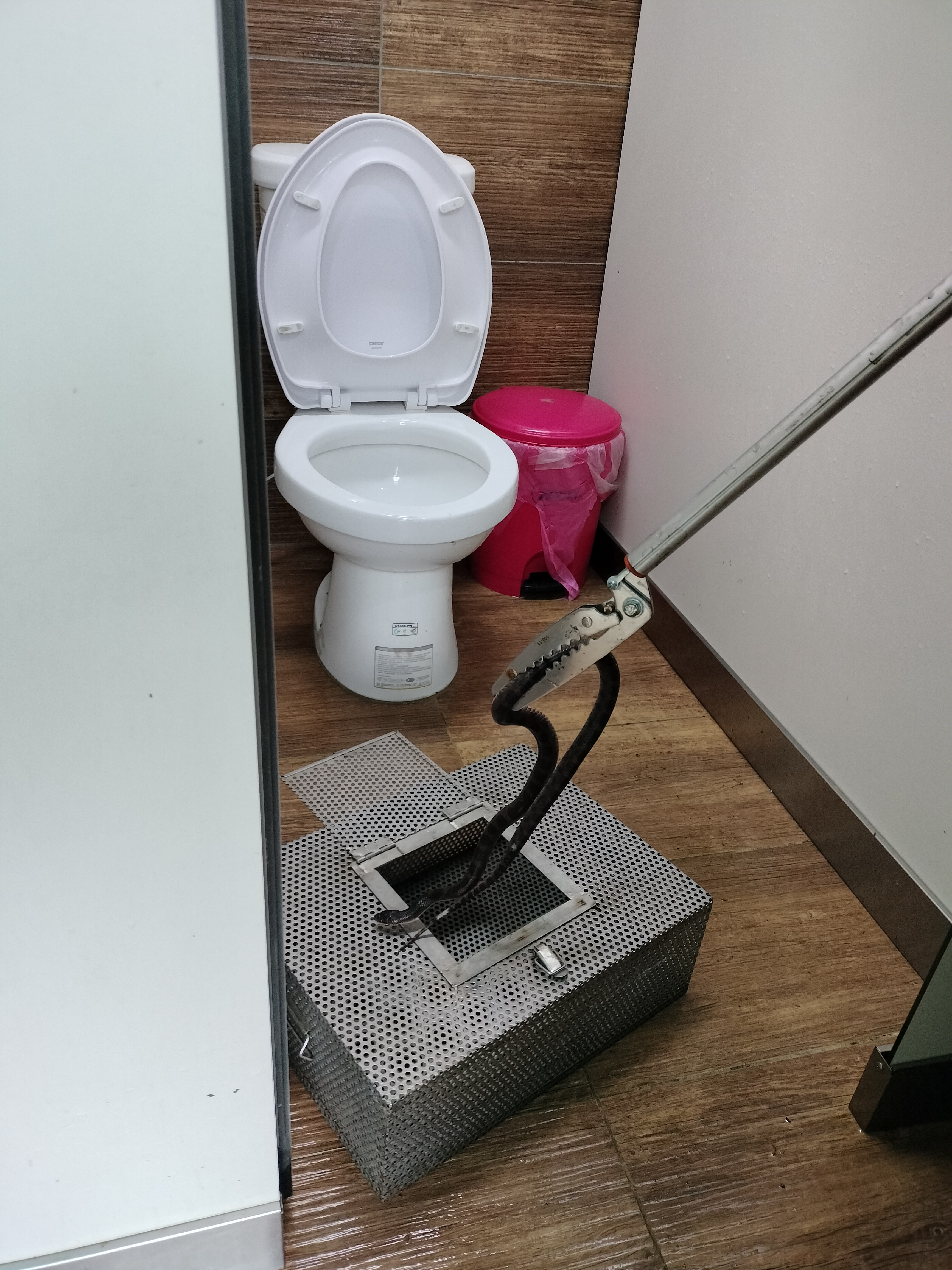 動保員唐俊源立即使用蛇夾移除紅斑蛇