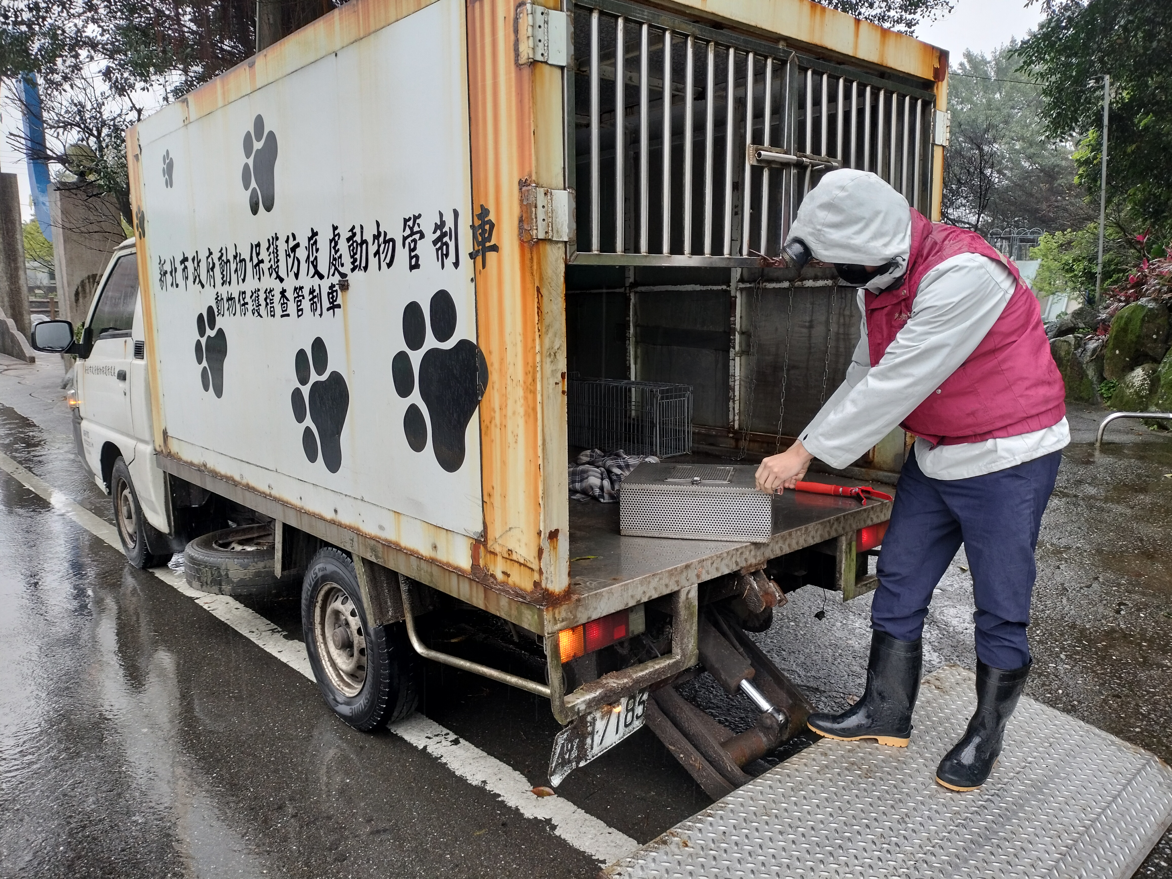 動保員將紅斑蛇移除帶至深山林地野放
