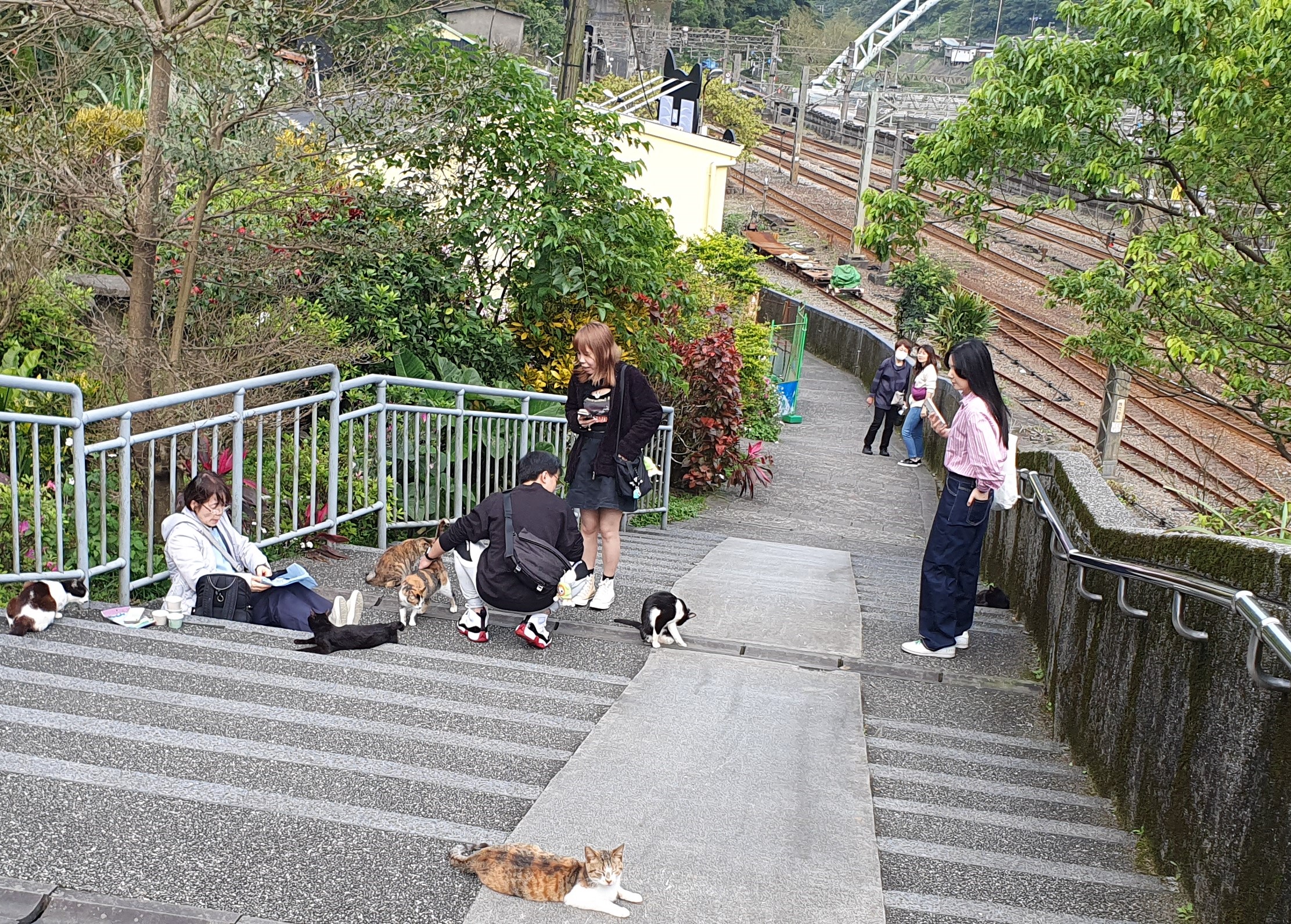 貓公所籌備處前的小路上有許多貓咪生活