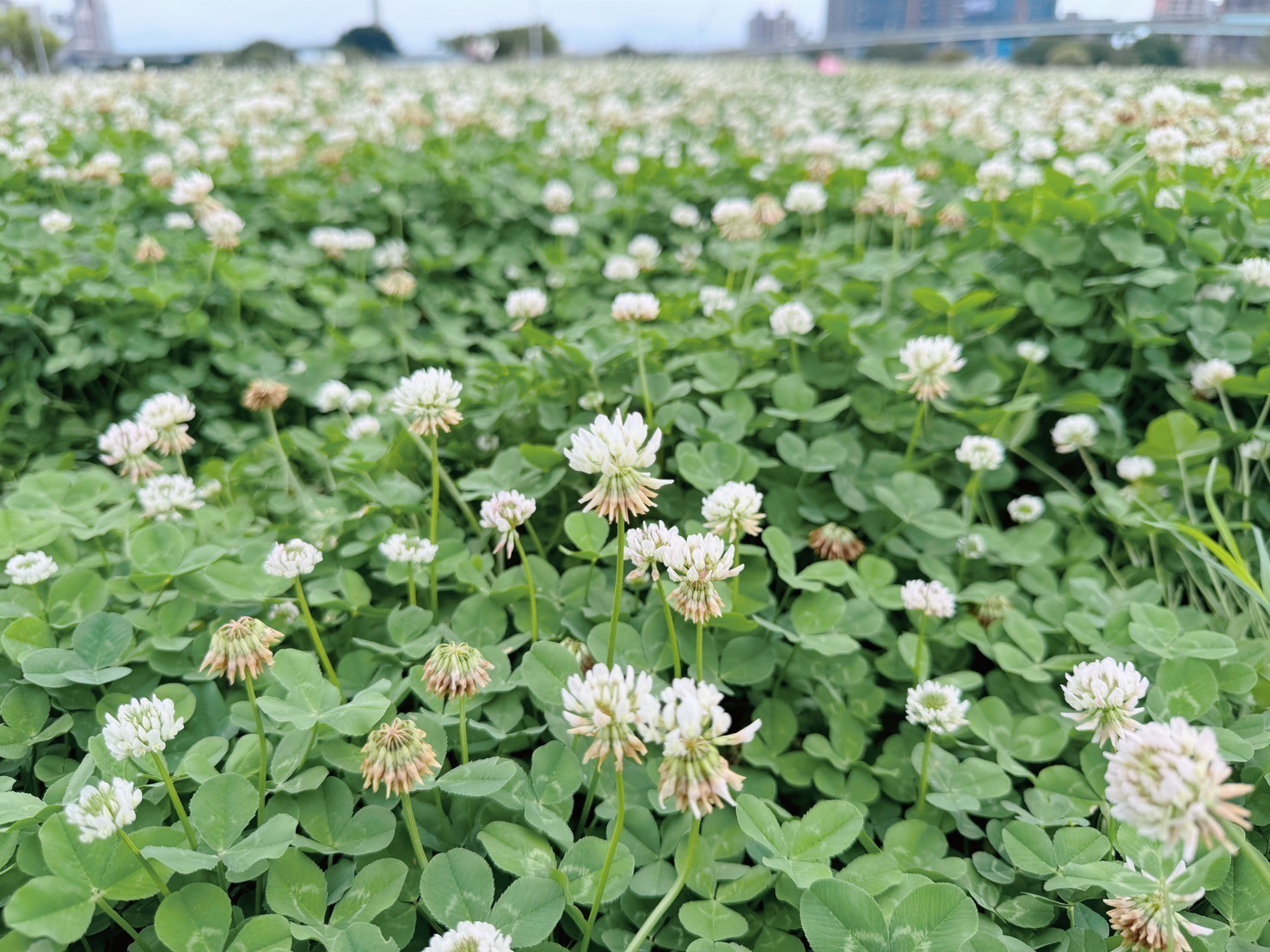 幸運草在新北大都會幸福水漾園區灑滿幸福