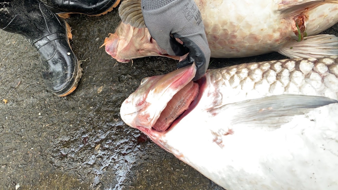 依魚體照片判斷，魚眼呈現濁白狀況，魚鰓呈現粉紅色情形，研判魚隻死亡時間為水體溶氧量較低的清晨