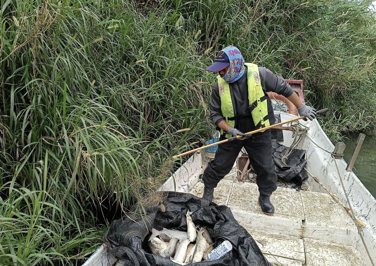 雙北已聯合清除約14.03公噸死魚魚體，部分河段受漲退潮影響增加打撈作業難度，預估本周應可清理完成