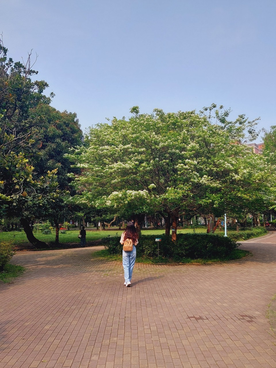 大家不妨抽空走訪位於中和的四號公園，在市區的公園裡就能觀賞到這春日雪景，吸睛度十足，讓人不禁駐足停留觀賞