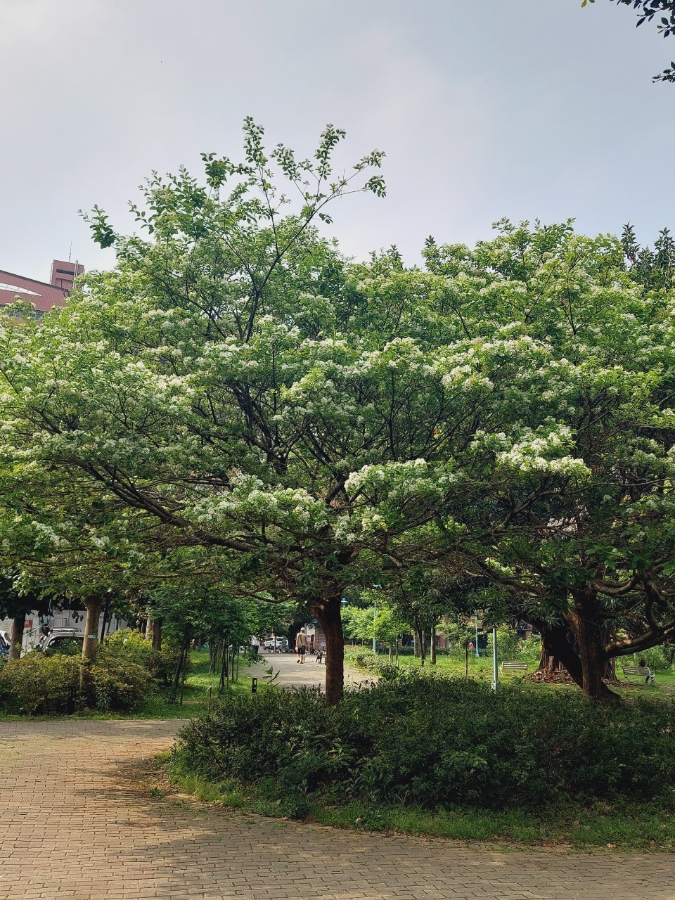 有著四月雪美譽的流蘇正於春末盛開著，圖為中和四號公園一隅的流蘇