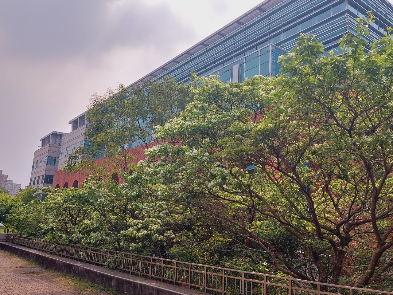 有著雙和之肺美譽的四號公園，園內草木扶疏，相關設備完善，每年四月前後正逢流蘇開花的花期間，走進公園即可見片片雪白