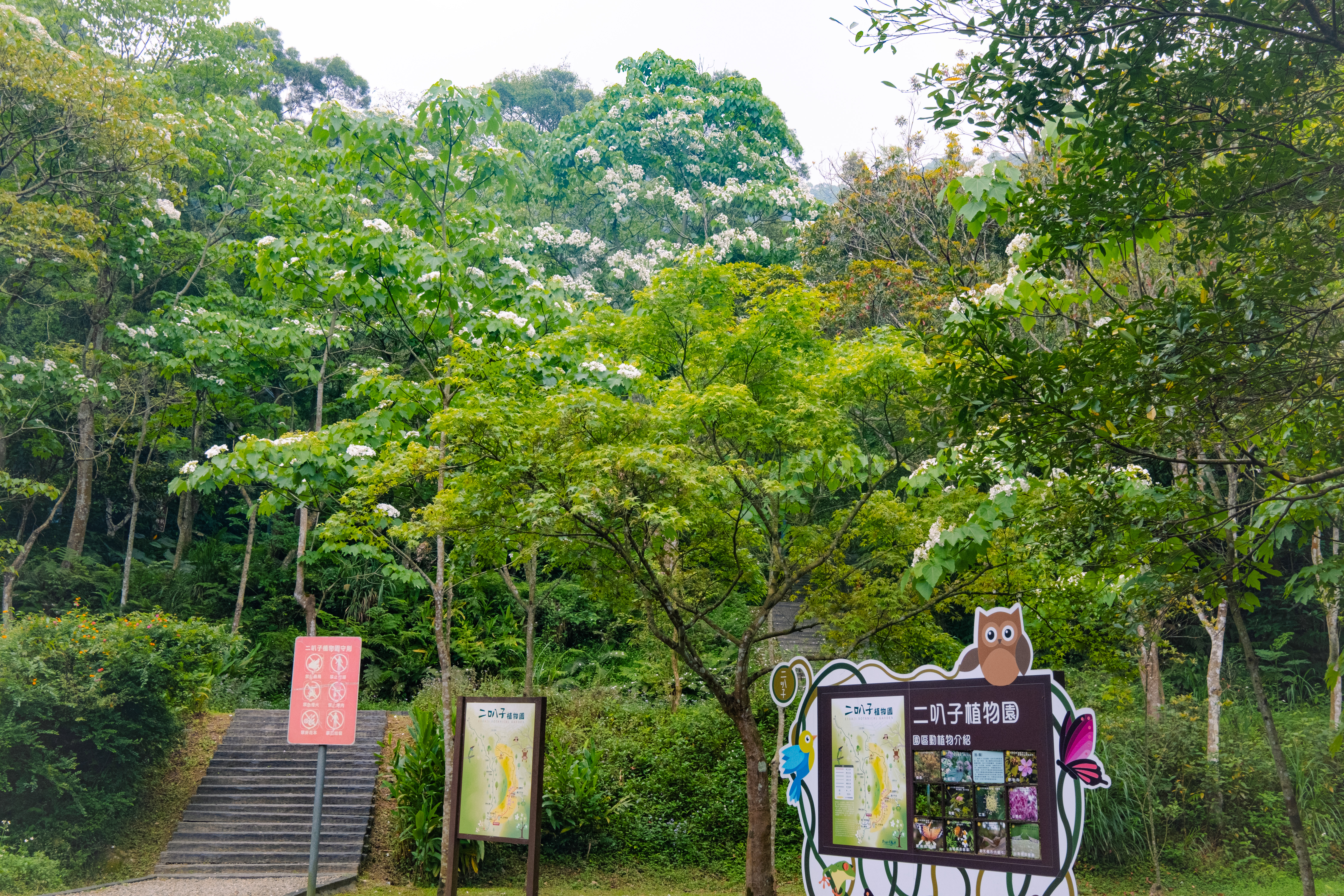 新店「二叭子植物園」桐花布滿枝頭
