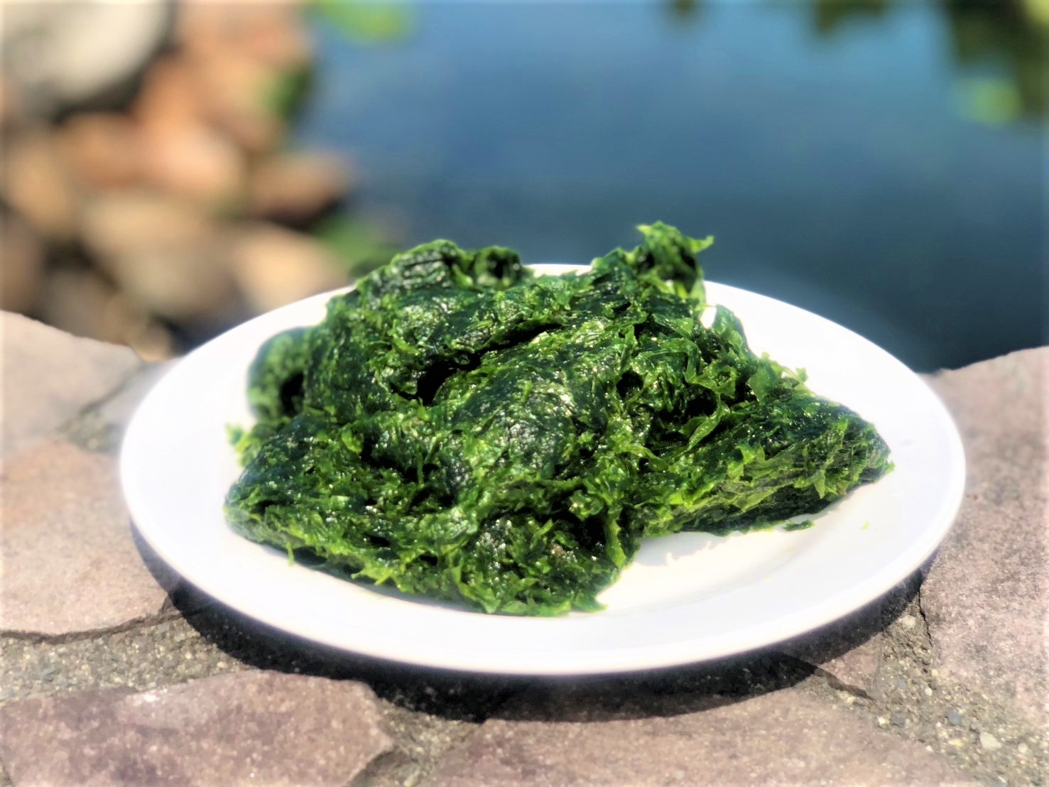 「綠金」美譽的礁膜，俗稱青海菜
