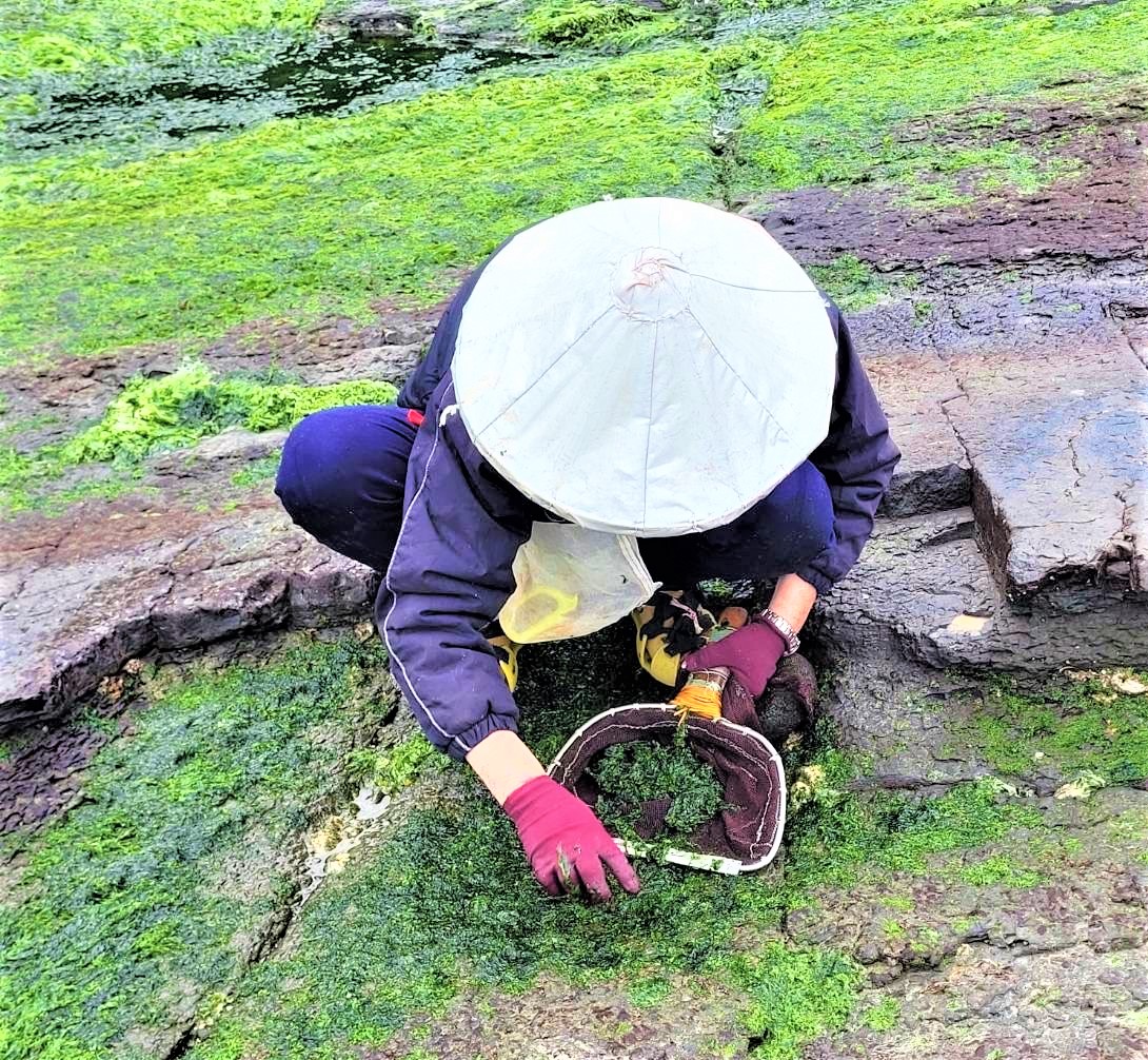 漁民趁退潮時至礁岩上採集青海菜(2)