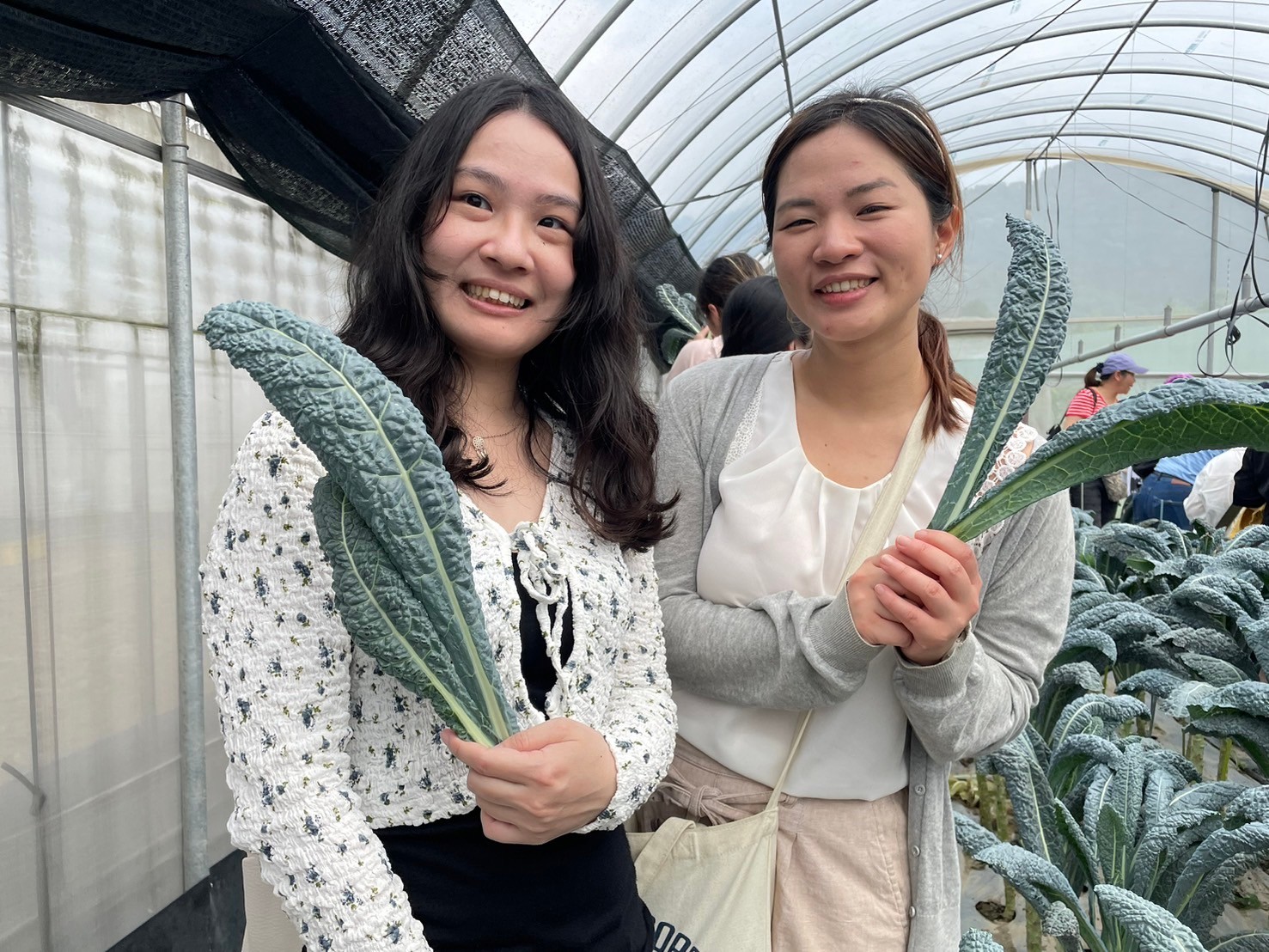 恐龍羽衣甘藍摘菜體驗