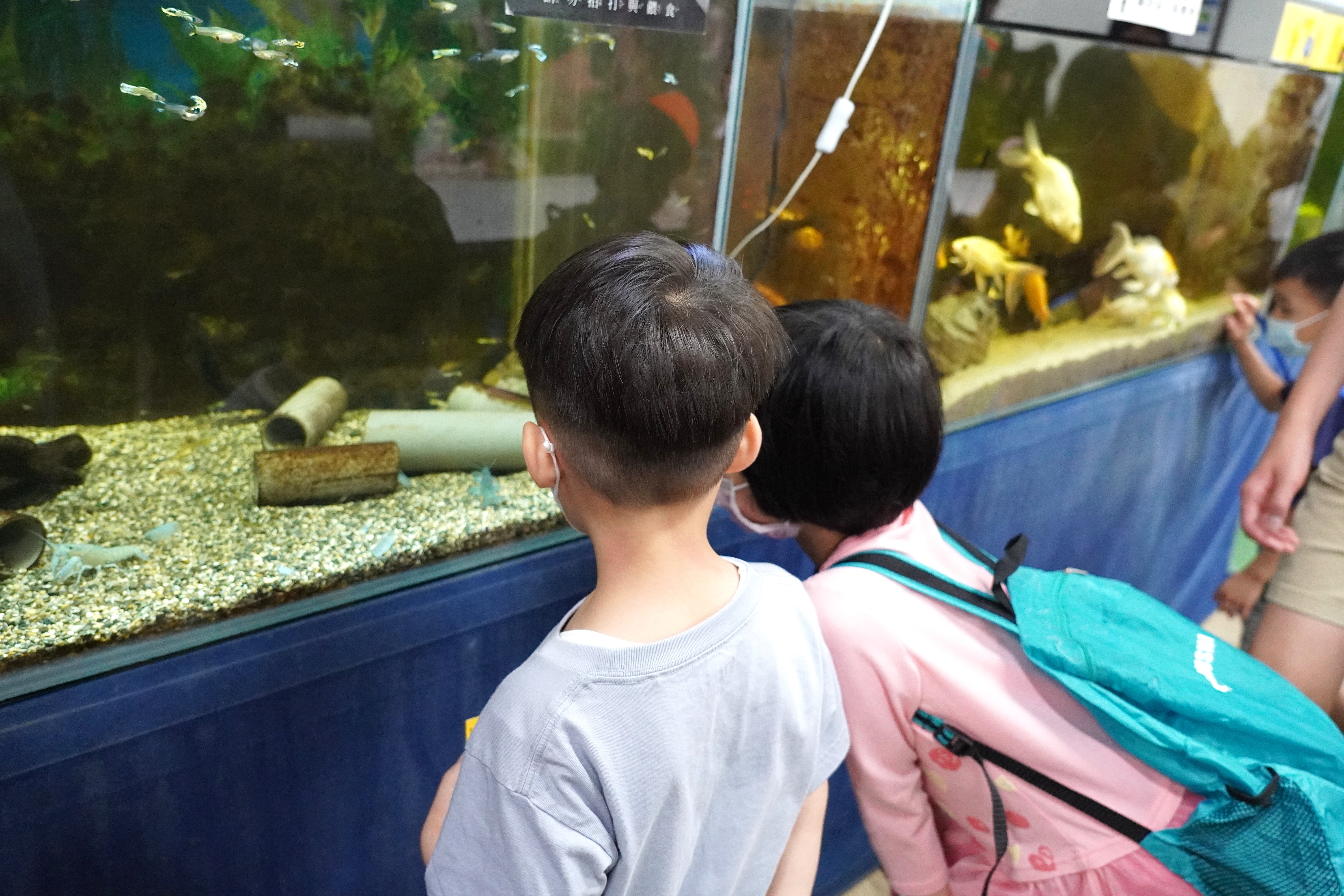 帶領孩子們一同觀察魚兒