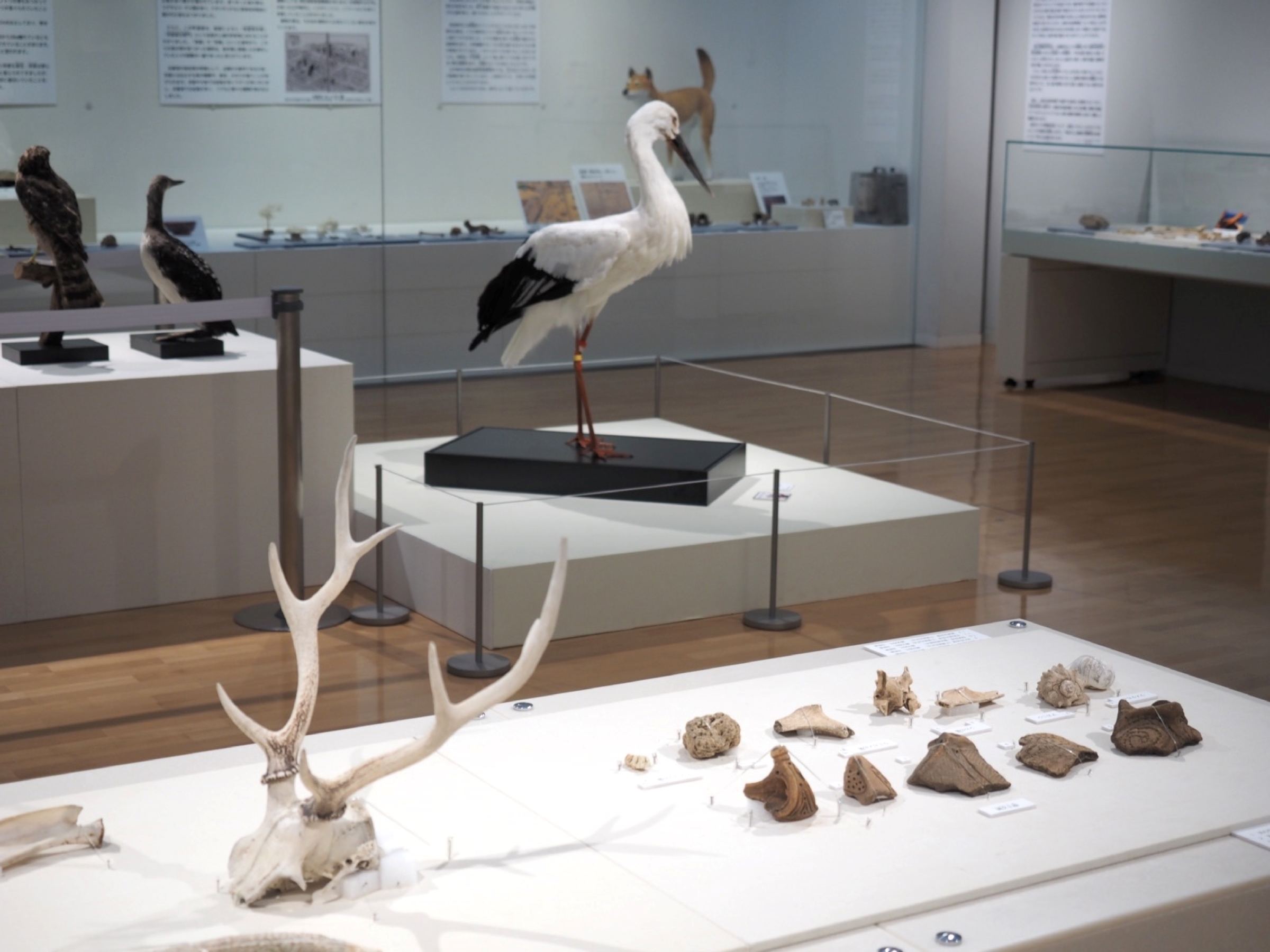  圖3兵庫縣立考古博物館動物與考古學特展展出鹿角製器具等重要文化財