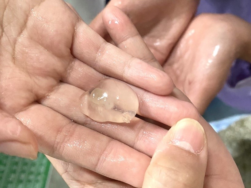 小花枝寶寶在受精卵中