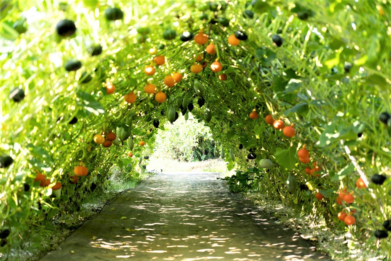  5種顏色的南瓜隧道將於5月4日起至5月底開放免費參觀