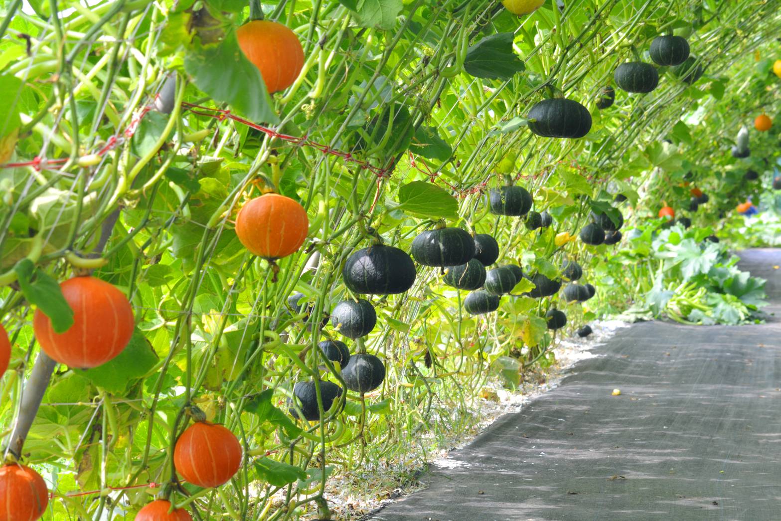  9座南瓜隧道總長超過400公尺