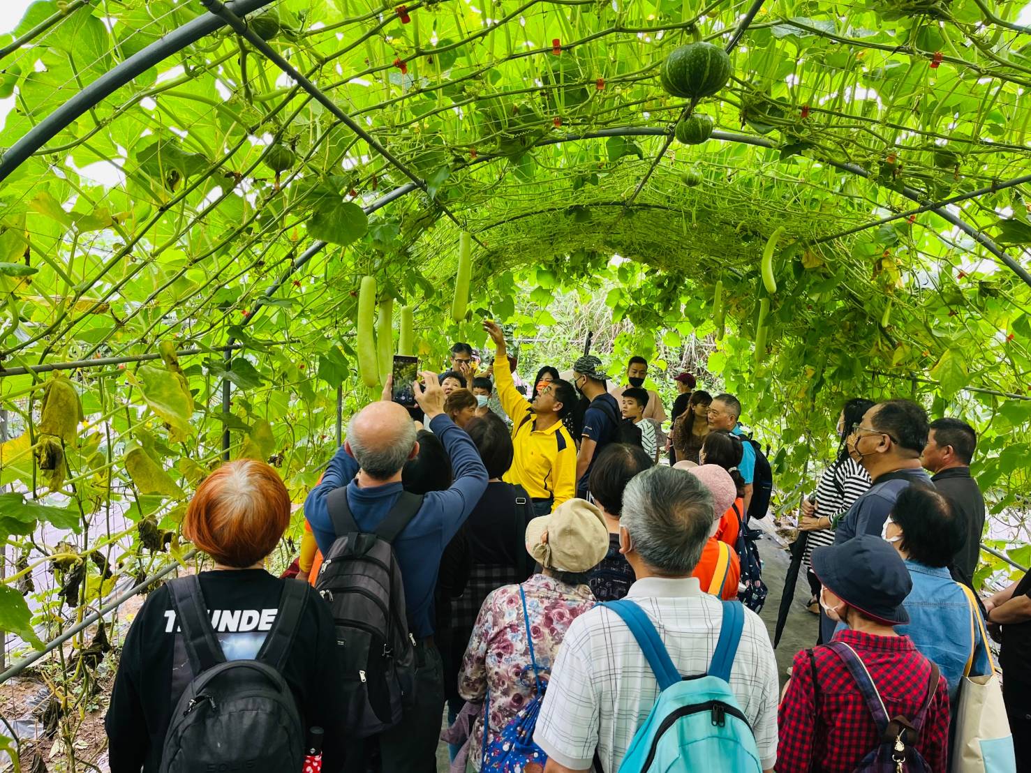  民眾參觀南瓜隧道情形