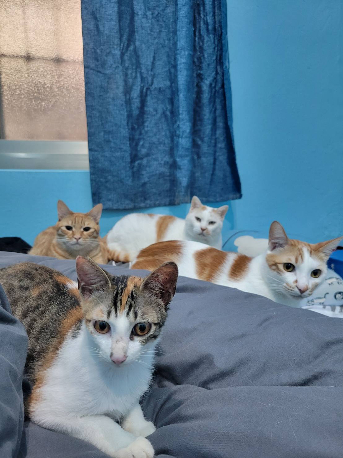 李小姐家裡養的4隻貓