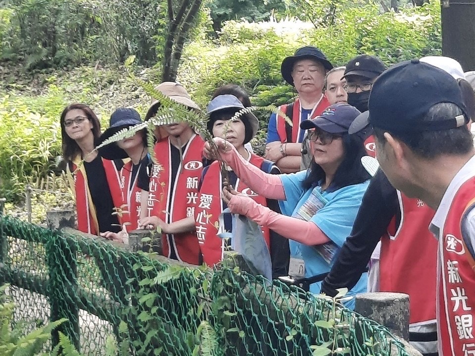 中港大排志工隊帶領新光銀行企業志工夥伴認識濕地原生種植物。