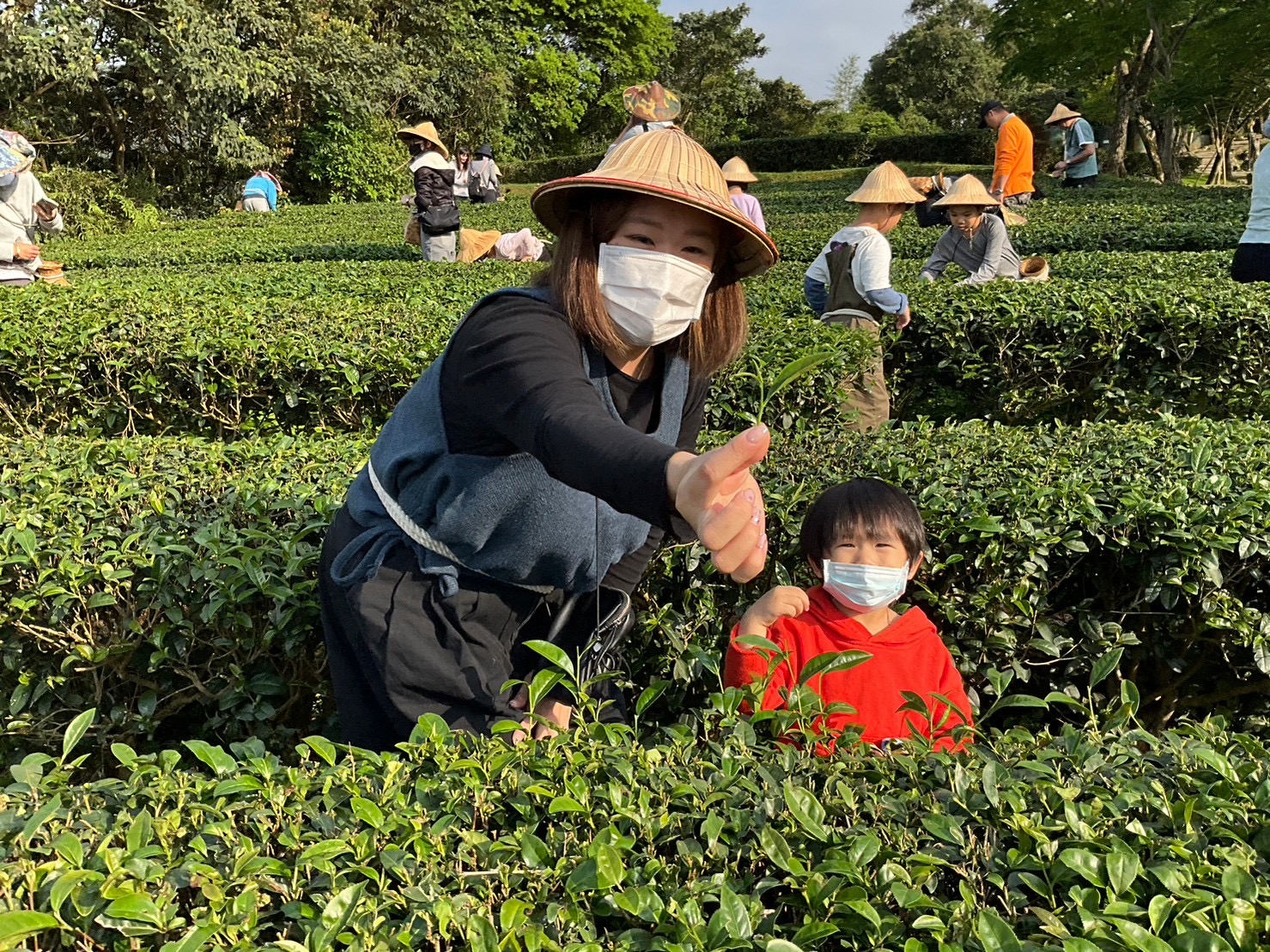 文山農場賞螢行程內包含採茶體驗