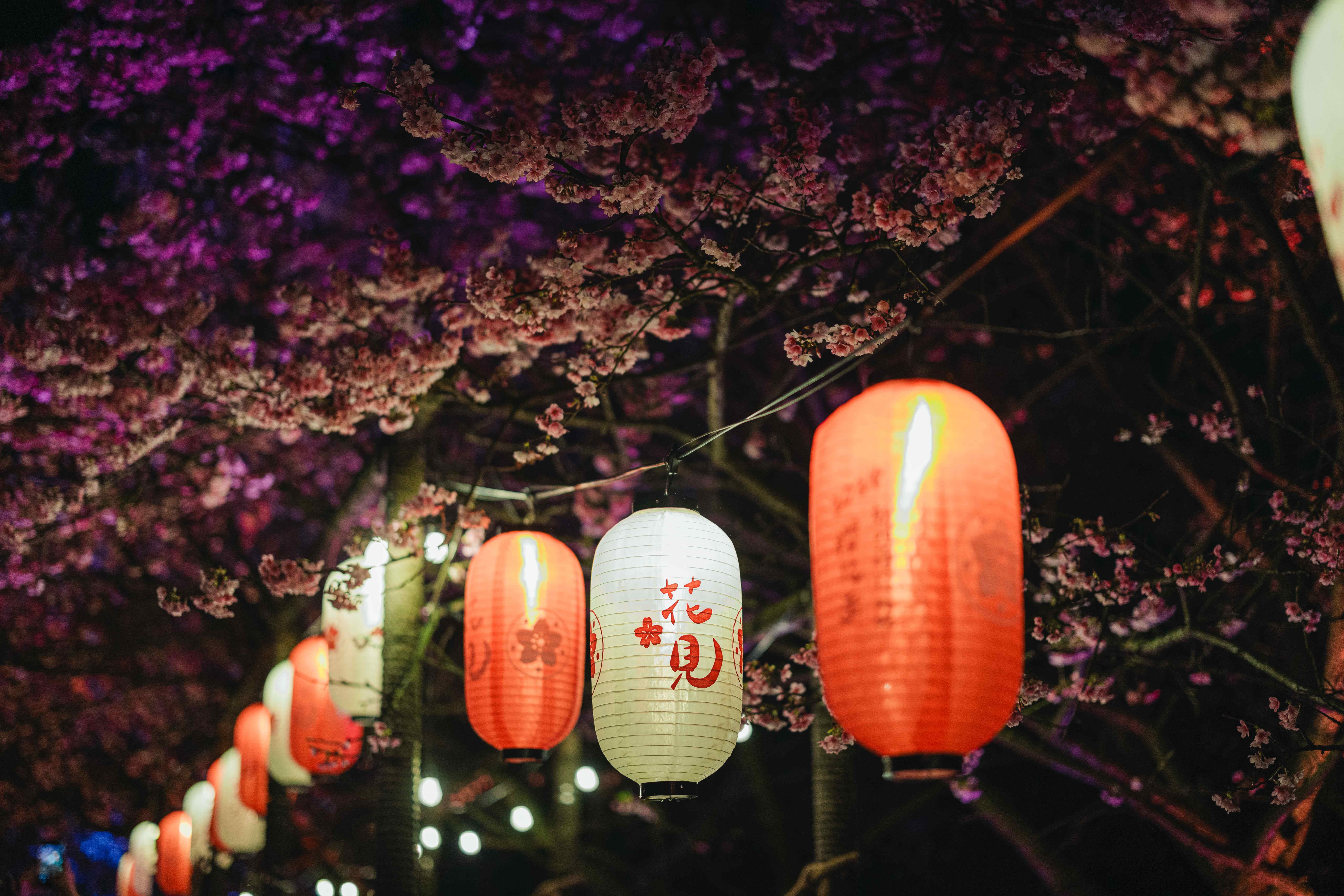2024花見櫻花季主場天元宮繪馬祈福區夜間的浪漫櫻花光影饗宴