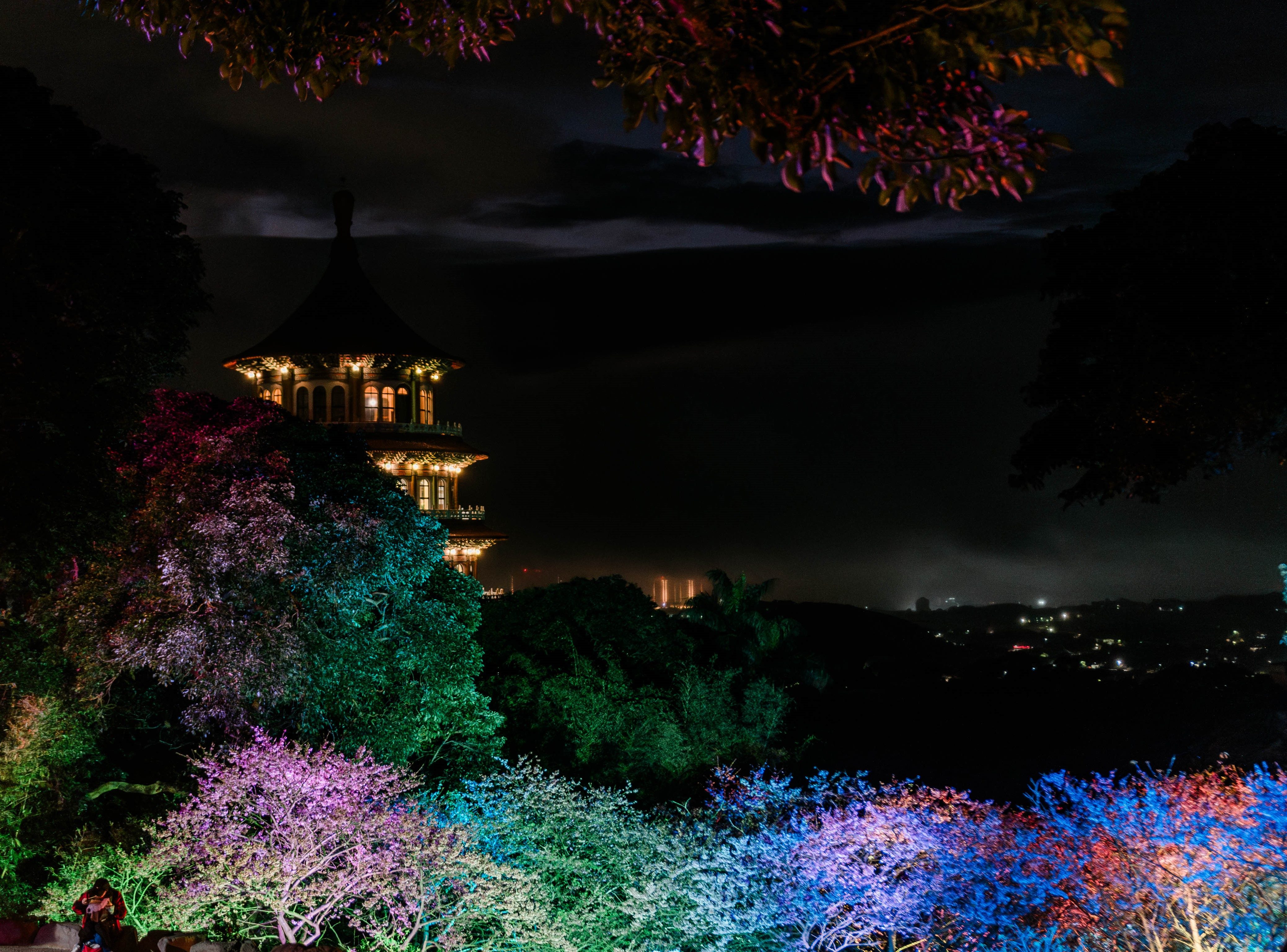 新北市景觀處於農曆春節期間辦理「新北蒔花好綻-2024花見櫻花季」夜間賞櫻活動 透過光影與櫻花結合 打造迷人夜景