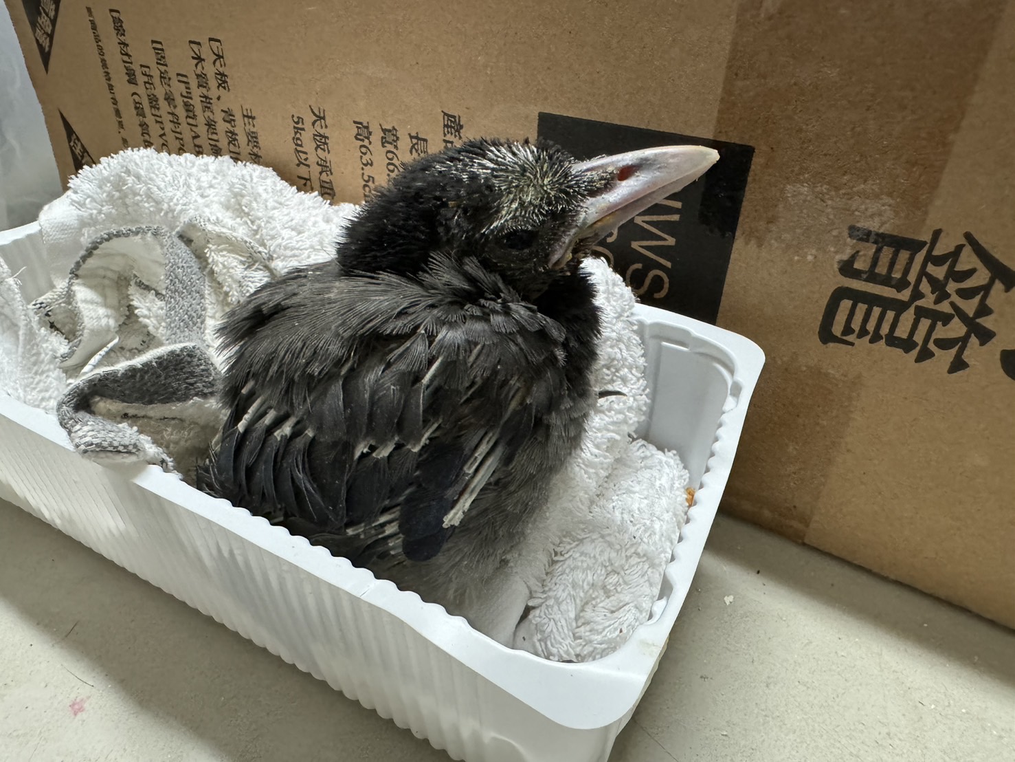 民眾拾獲臺灣藍鵲雛鳥