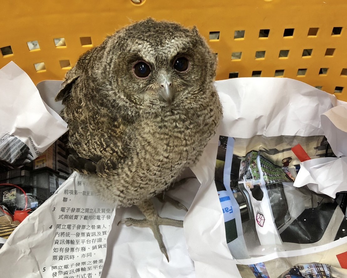 民眾拾獲的黃嘴角鴞幼鳥