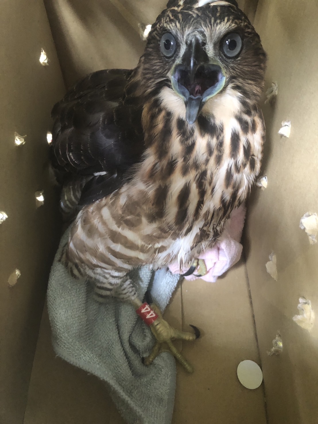 在校園內學飛誤認為受傷而被通報的鳳頭蒼鷹幼鳥