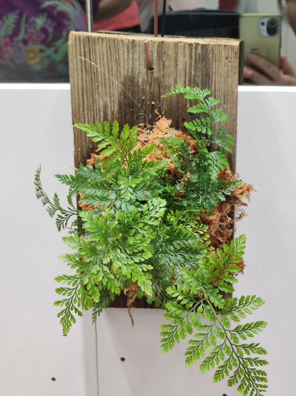 蕨類植物上板成果