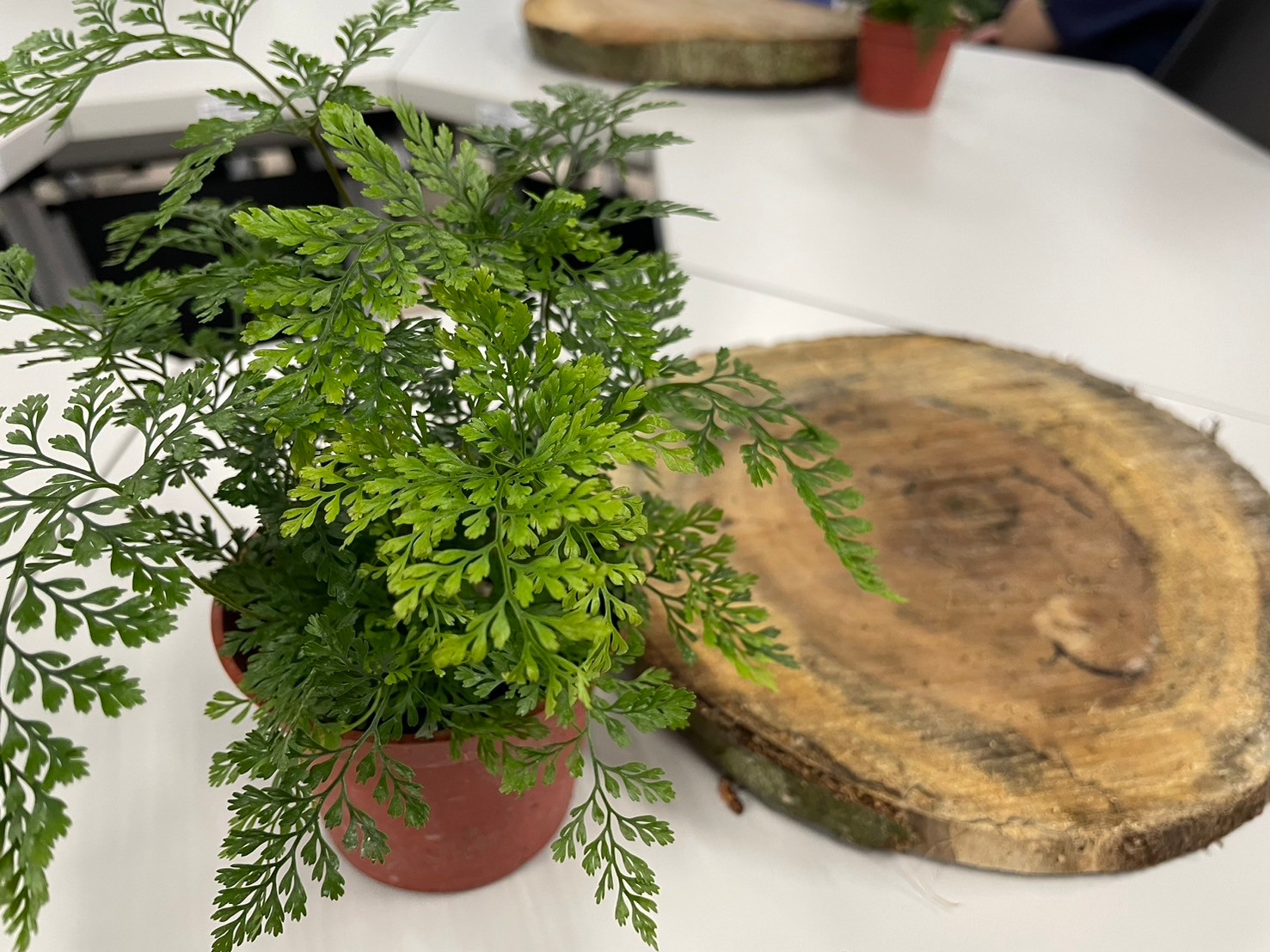 蕨類植物上板使用兔腳蕨與回收木板