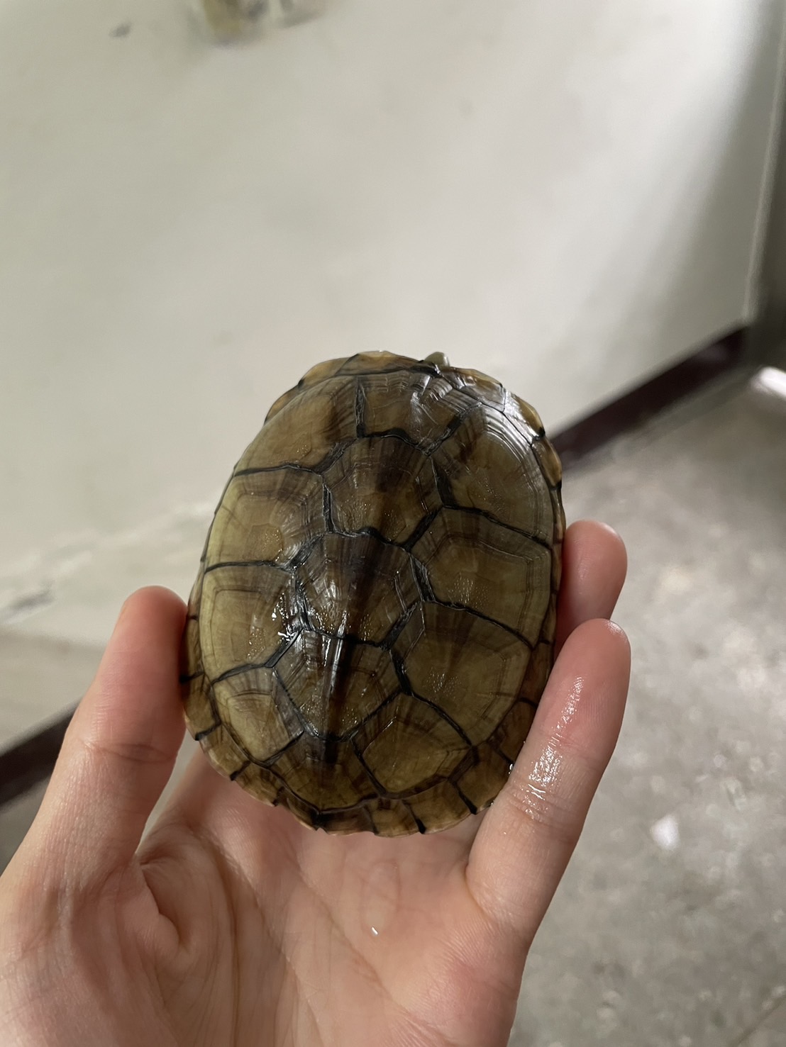 瀕臨絕種的柴棺龜，背甲呈深褐色、紅棕色或黃棕色，背甲扁平，成龜中央脊稜隆起不明顯