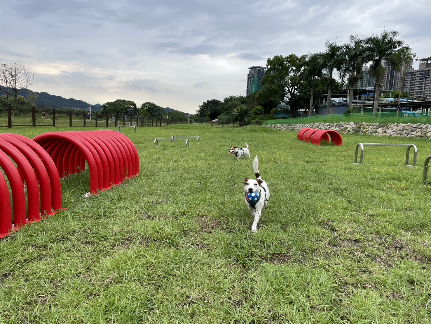  毛孩可在親情寵物公園草地上盡情奔跑