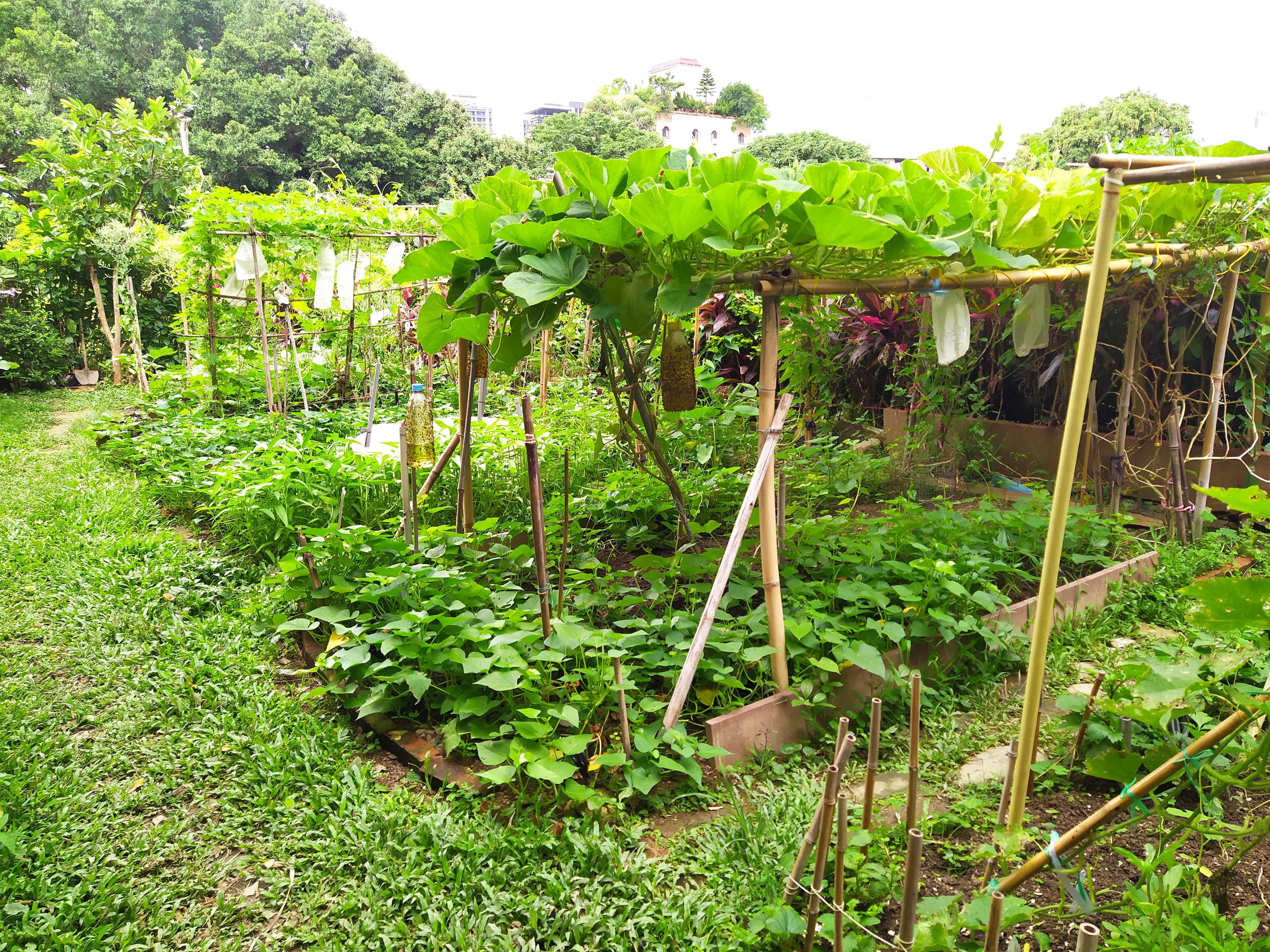 「可食地景」也是一種城市環境的綠美化方式，種植可食蔬果的同時，也讓城市空間變得更加綠意盎然