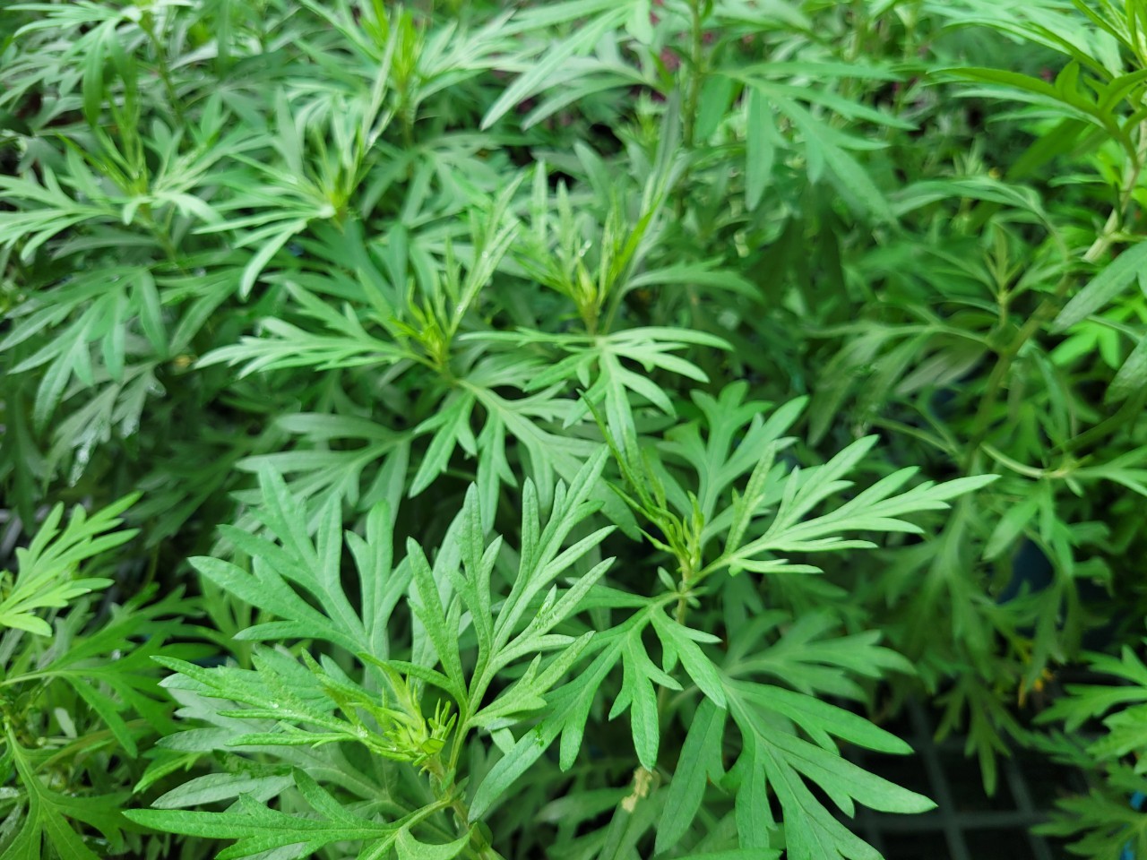 艾草是多年生草本植物，富含葉綠素及膳食纖維