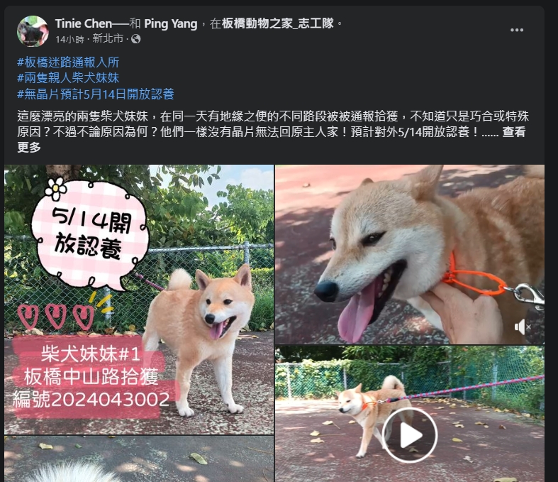 積極曝光迷路的毛寶貝讓他們能夠盡快回家