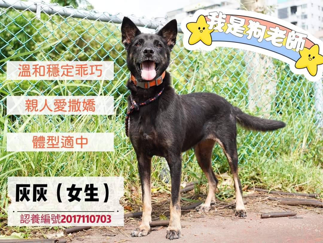 認養會現場的狗狗介紹卡