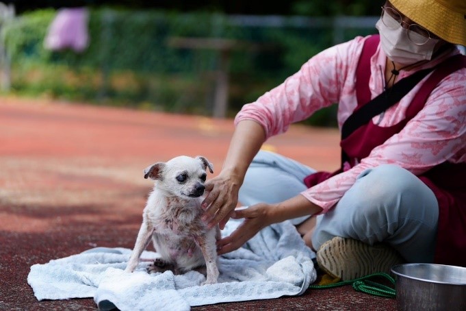 陳玉茹為犬隻洗浴為社會化作準備