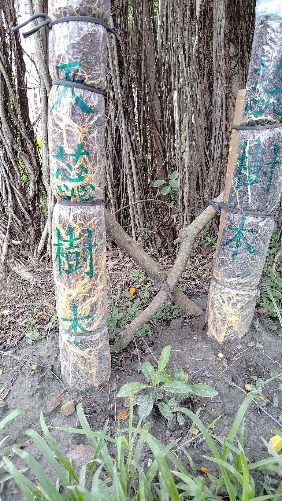 板橋放送所-珍貴樹木導根情形