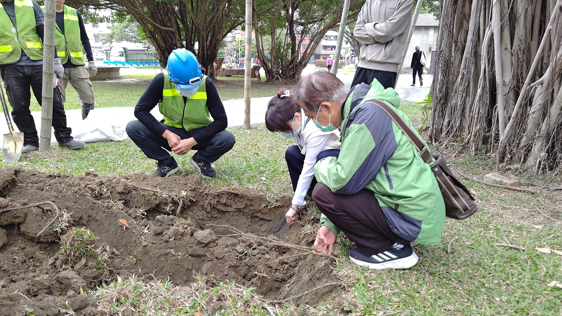 樹保委員檢視板牆放送所珍貴樹木根系狀況