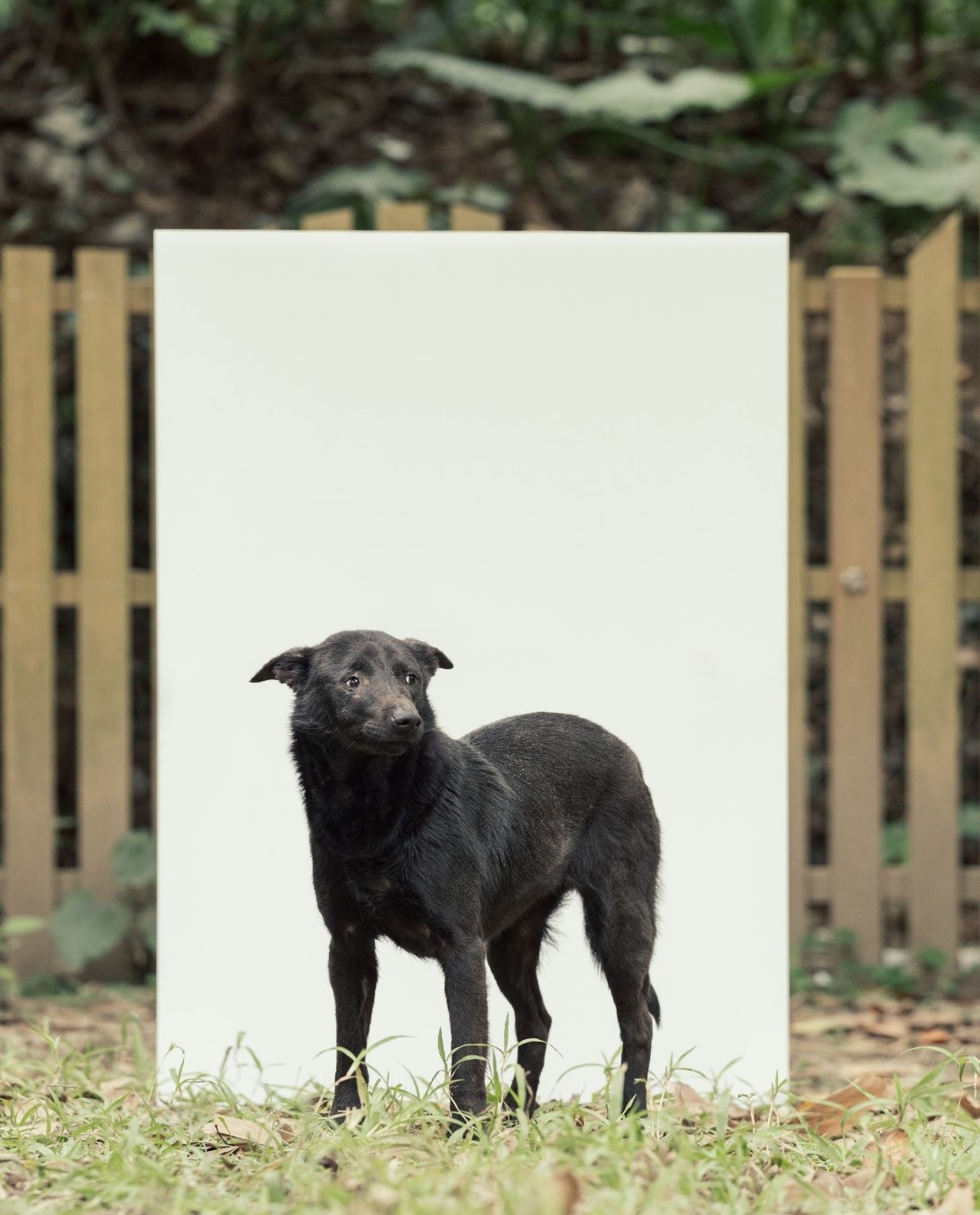 動物之家等待認養的狗