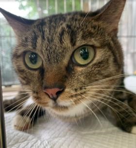 動物之家等待認養的貓