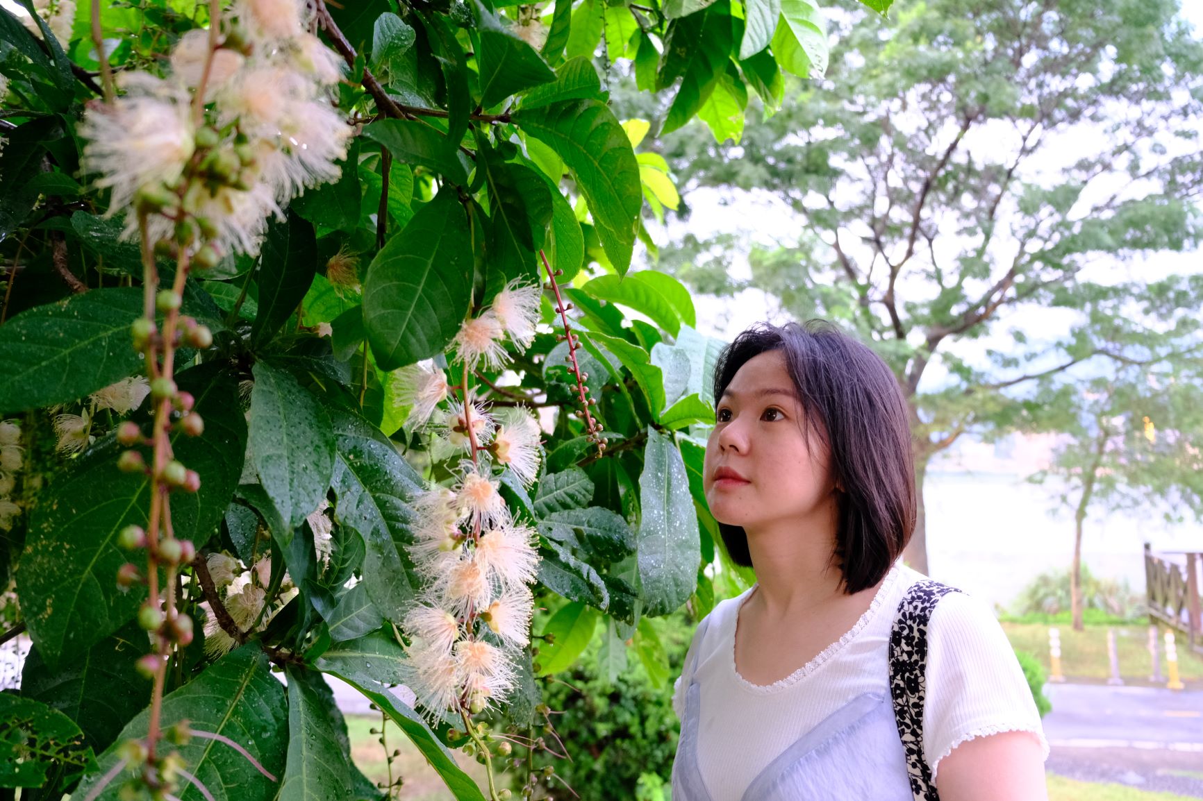 傍晚 6 點左右花朵逐漸伸展，伴隨著濃郁花香