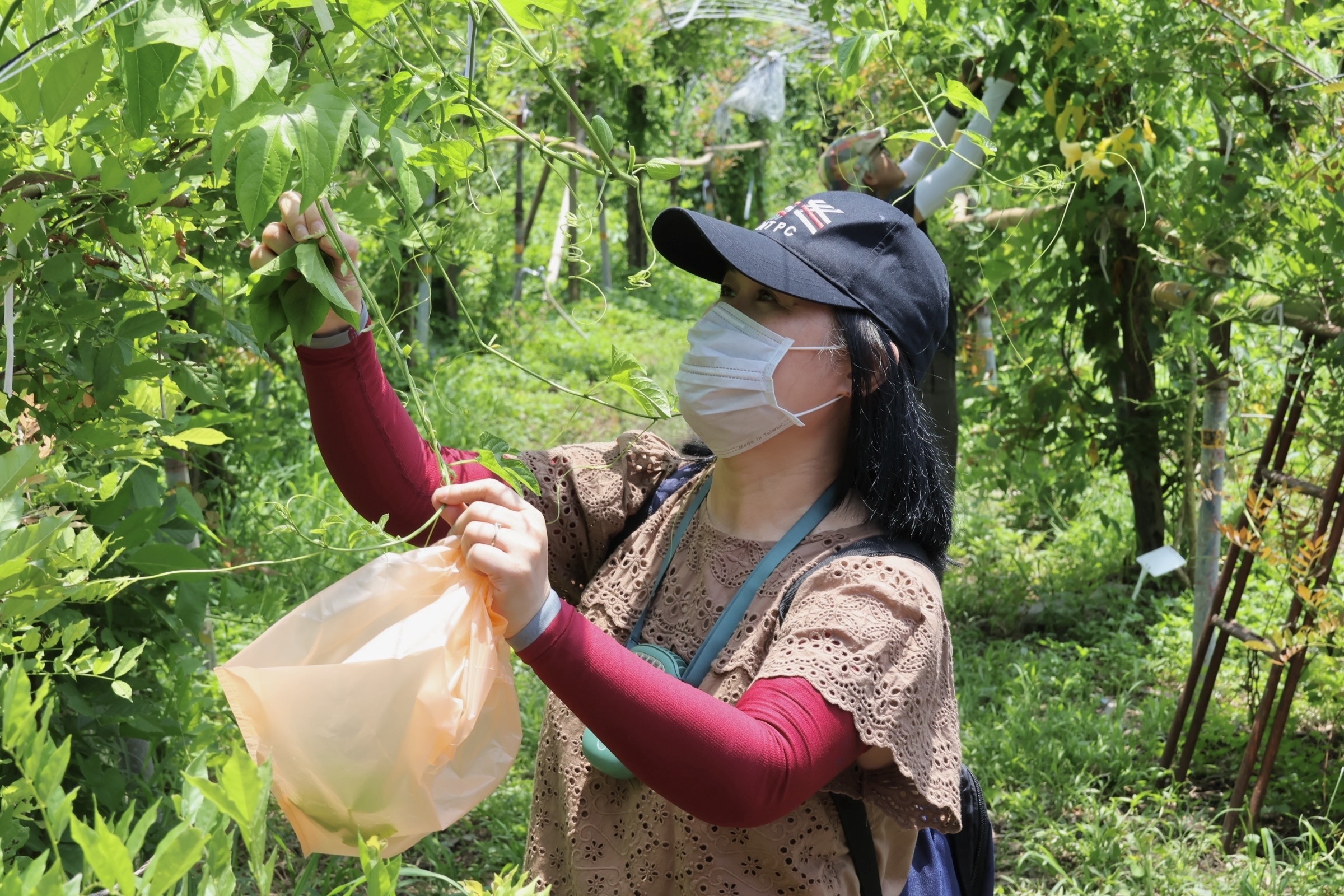 ▲ 走入農園體驗自摘野菜活動。(圖/新北市原民局提供)