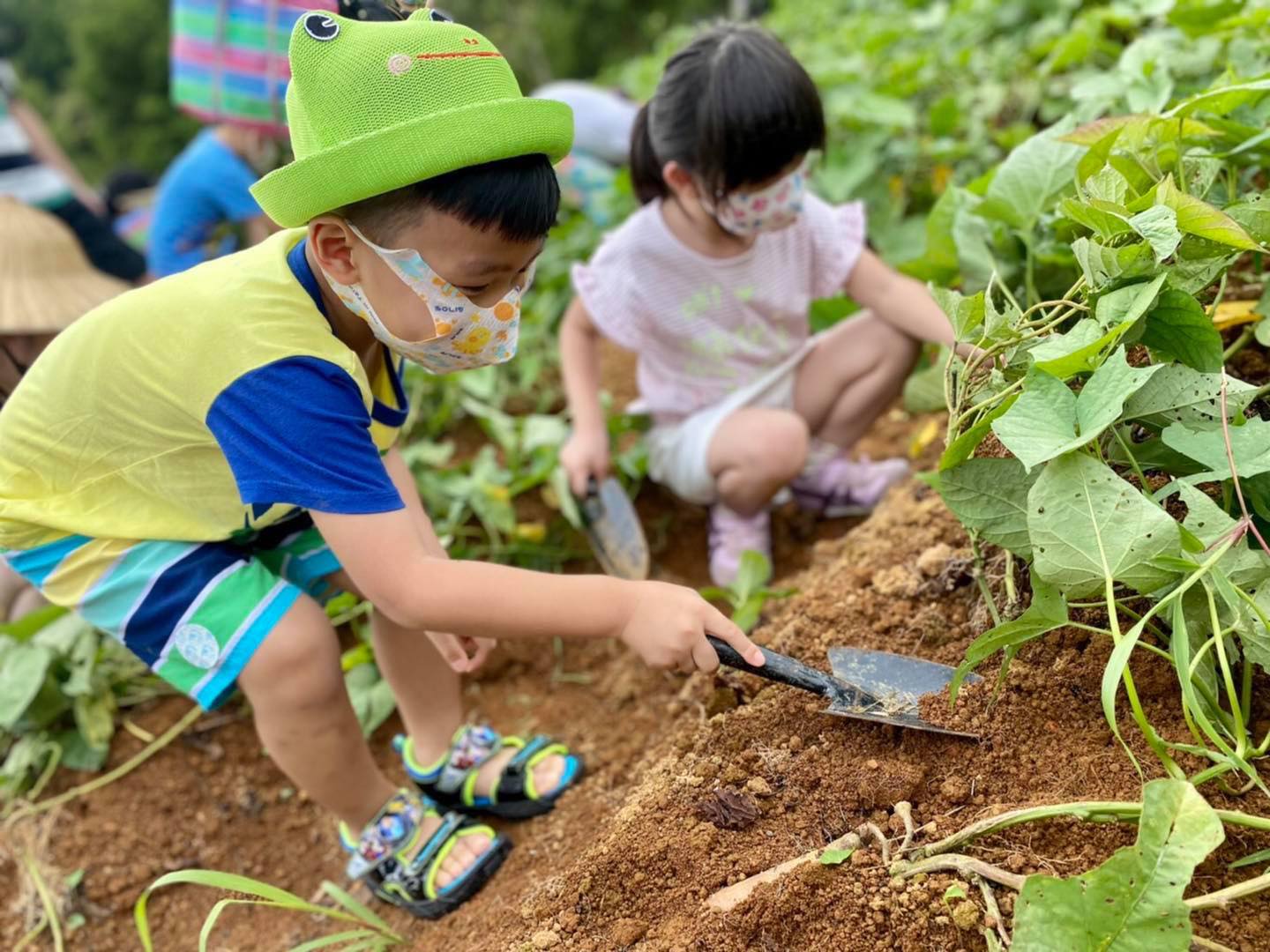 學生使用移植鏝小心挖出甘藷，體驗收成的喜悅