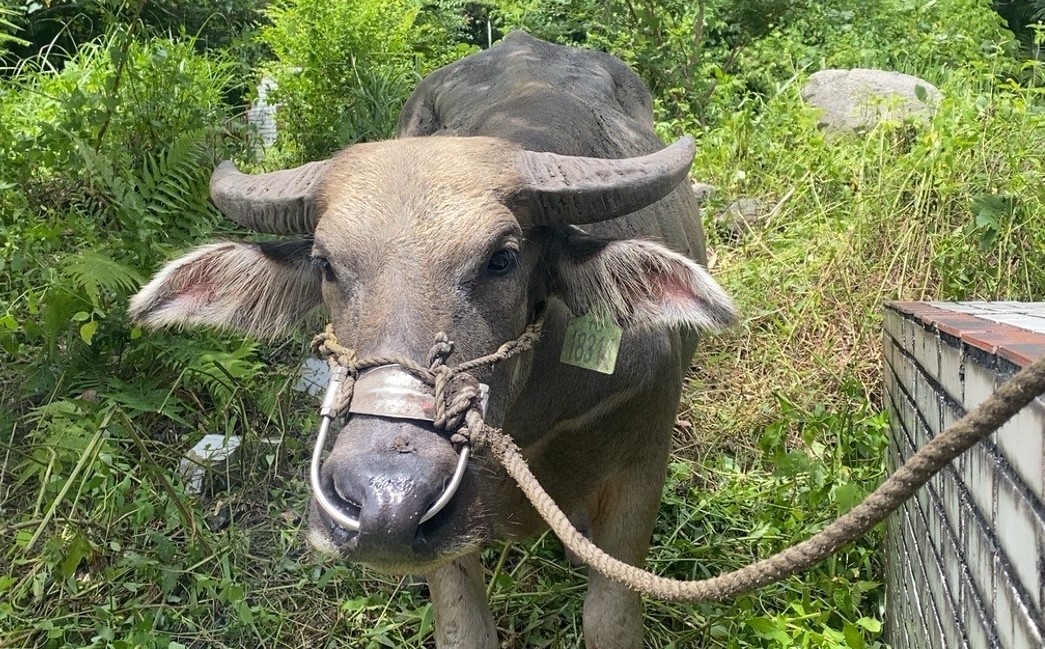  移置後的水牛皆配合台東縣政府規定施打耳標