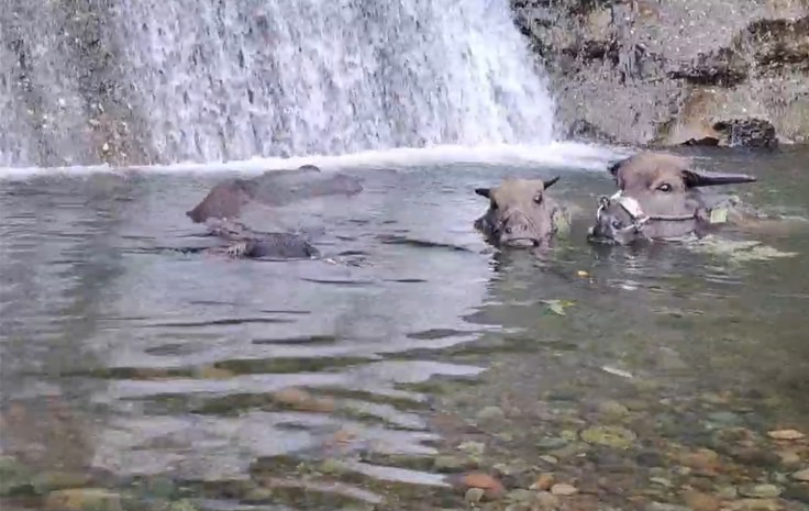  水牛在台東泡水消暑的樣子，顯見適應良好